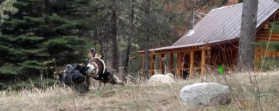 Wild turkeys at The Minam River Lodge