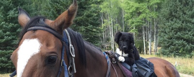 A dog hitches a ride